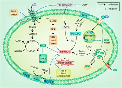 Recent Progress of Ferroptosis in Lung Diseases